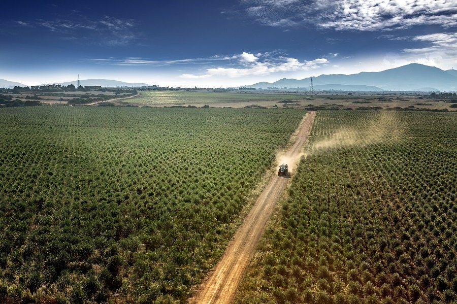 Una olivicoltura sostenibile nel progetto Novolivo dell'Azienda Agricola Manca