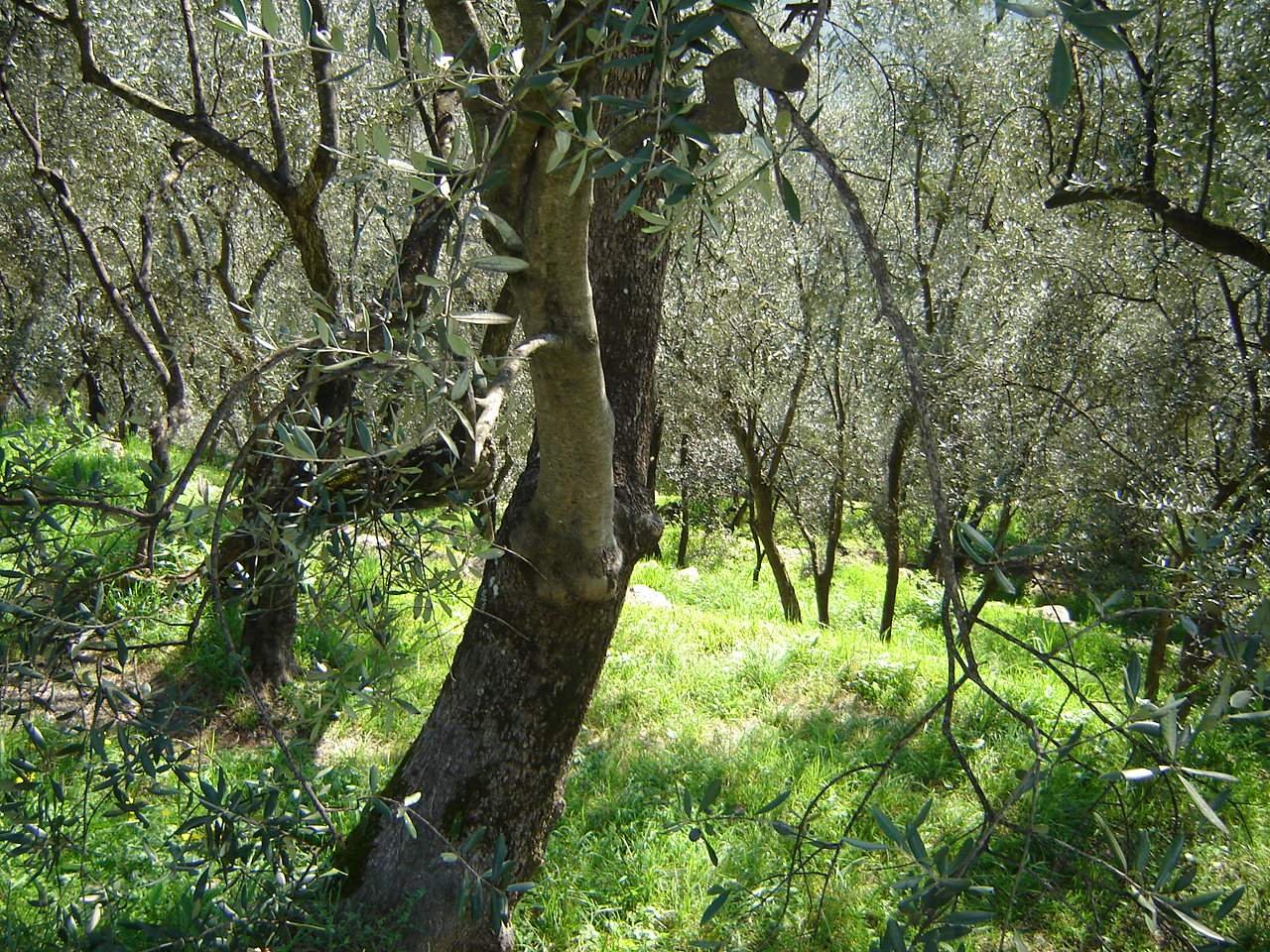L’olivicoltura eroica ligure si racconta a Oliveti Aperti