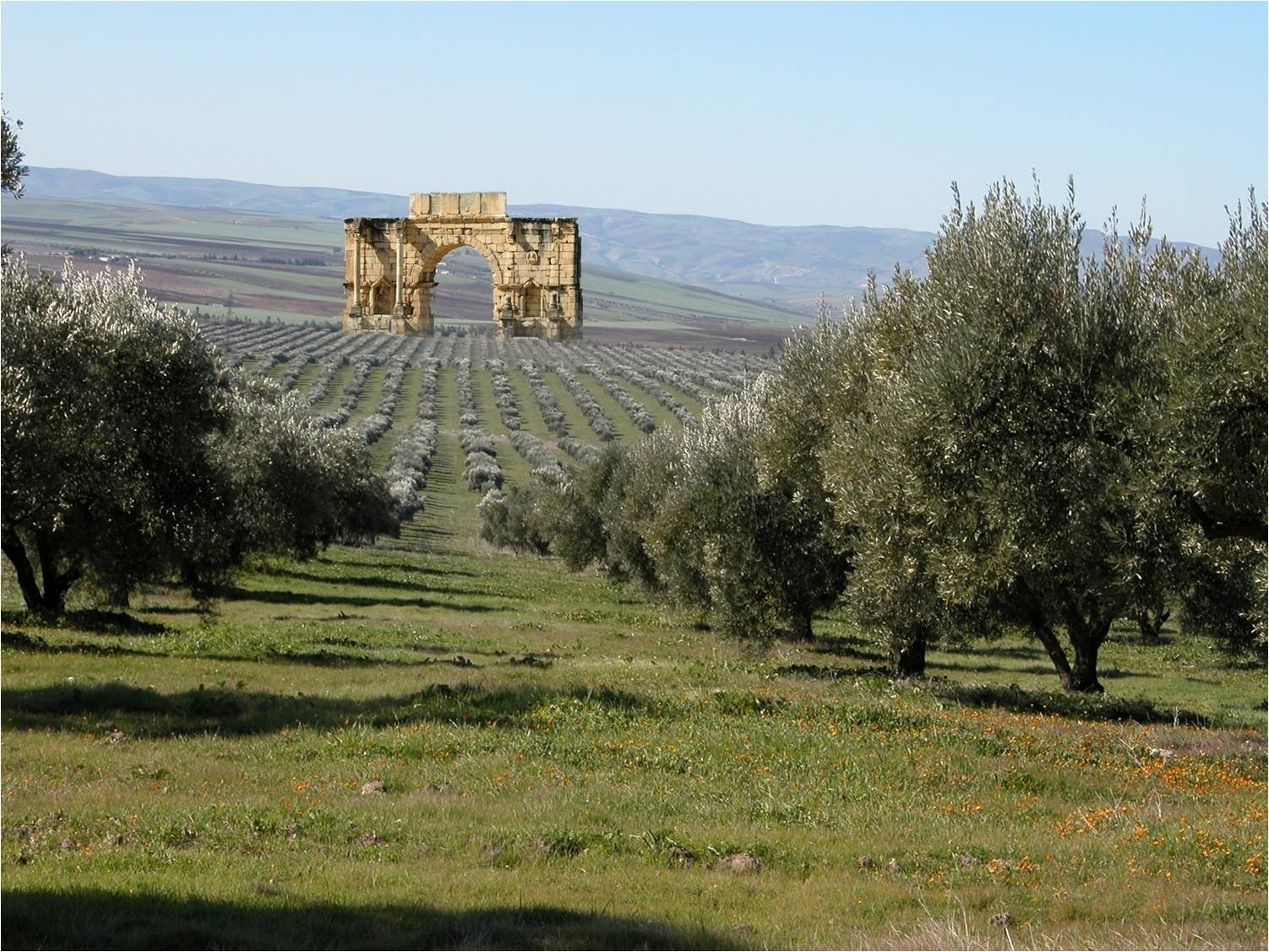 L'olivagione in Marocco