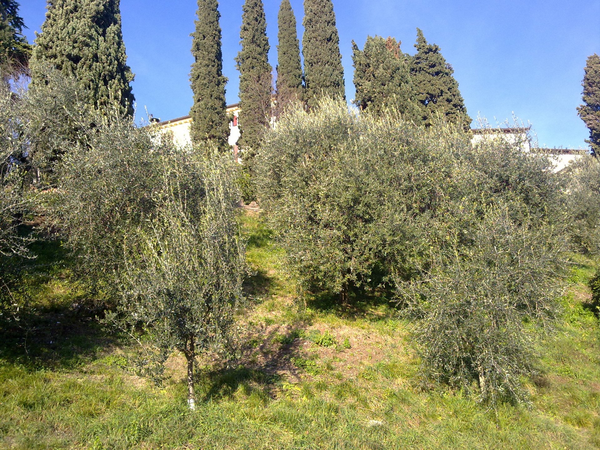 Ad Asolo, incontro sulla cascola verde delle olive
