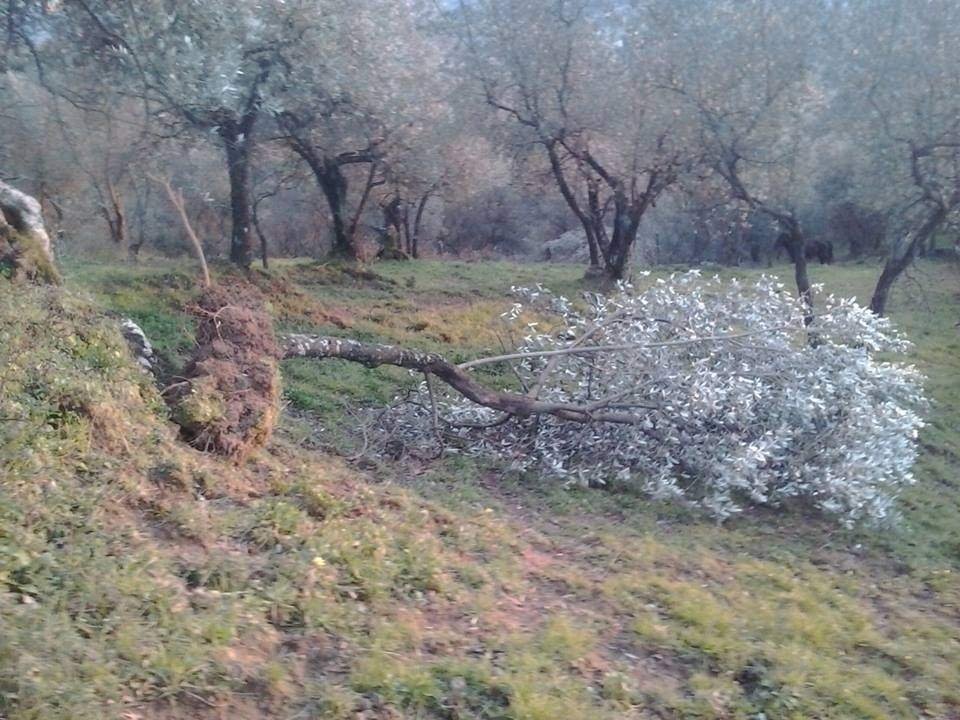 Olivi strappati dal suolo