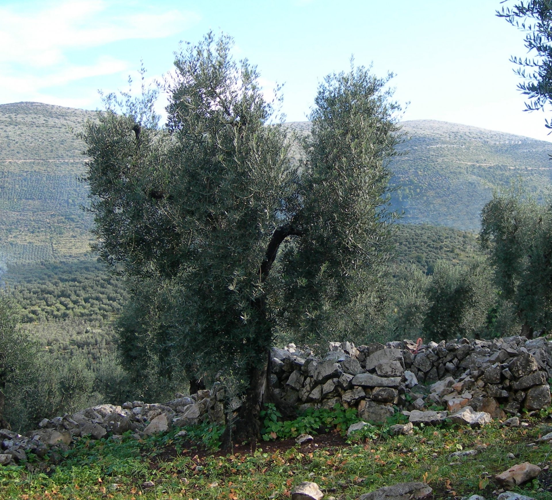 Una annata difficile per l’olivicoltura della provincia di Latina