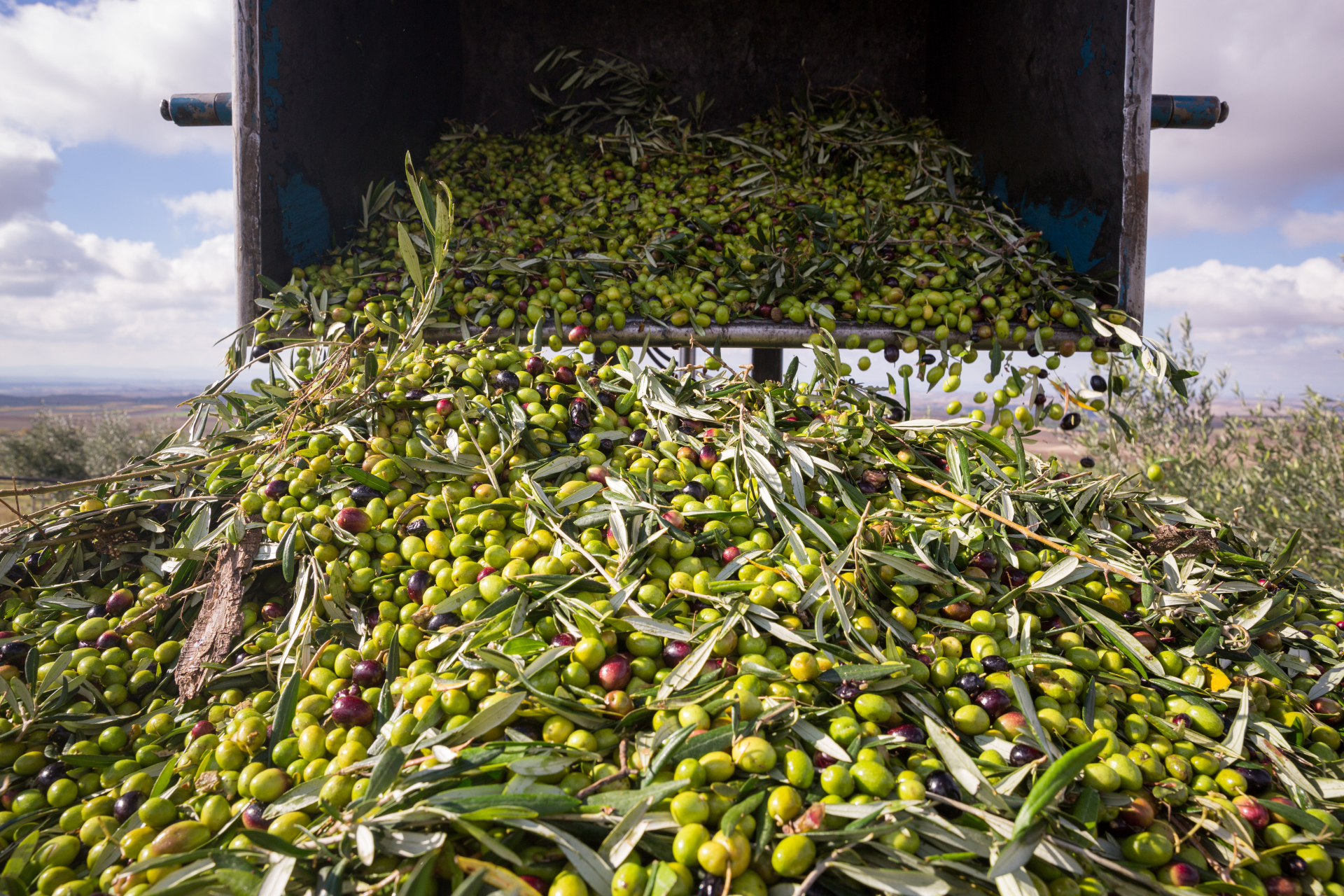 Le olive Coratina di Agresti
