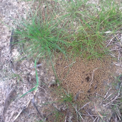 Prato con formicaio nel Parco dei Paduli, nel Salento