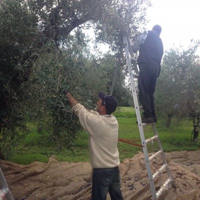 La raccolta delle olive da mensa