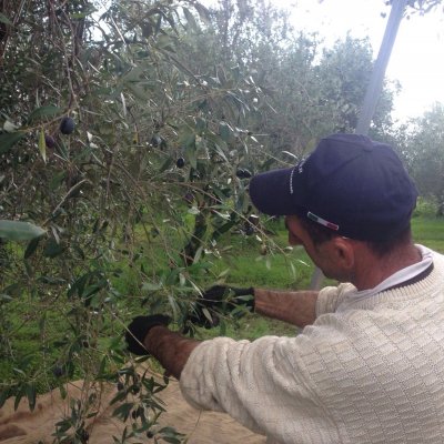 La raccolta delle olive da mensa