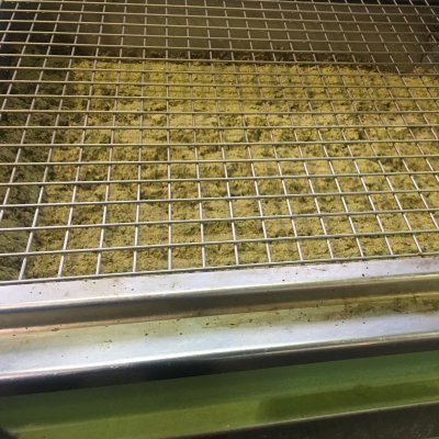 La gramolazione delle olive destinate alla oleificazione
