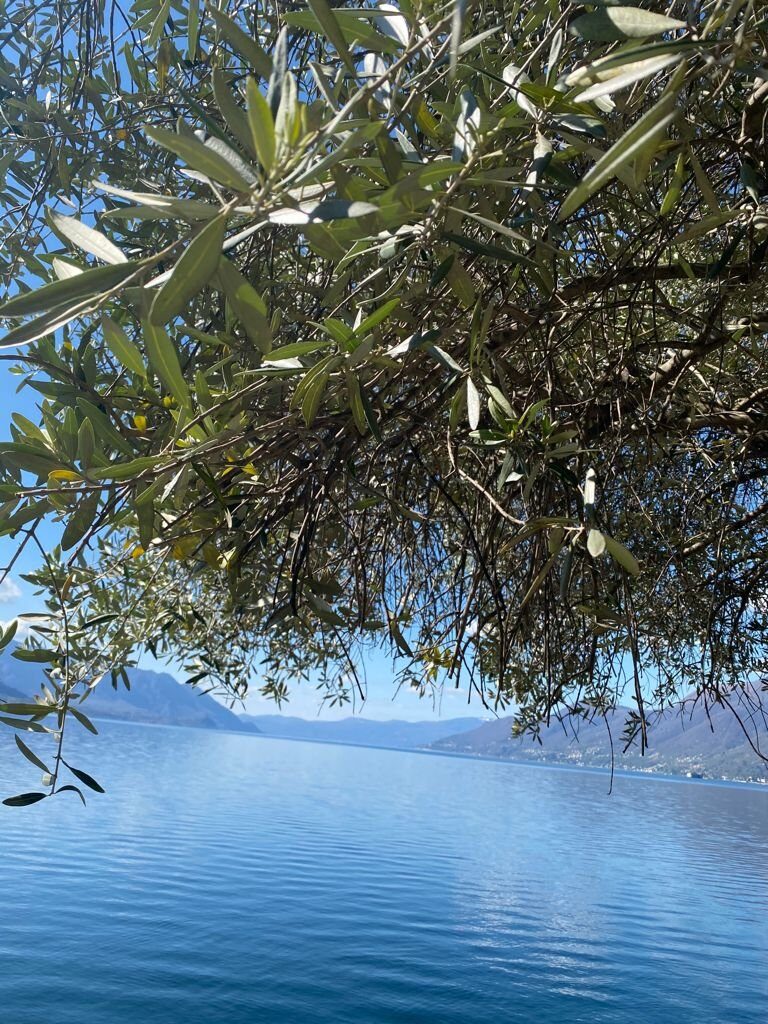 Pasqua tra gli olivi vista lago