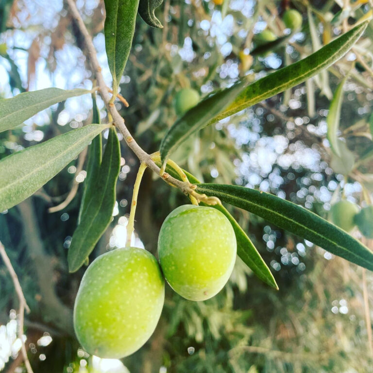 Una coppia di olive