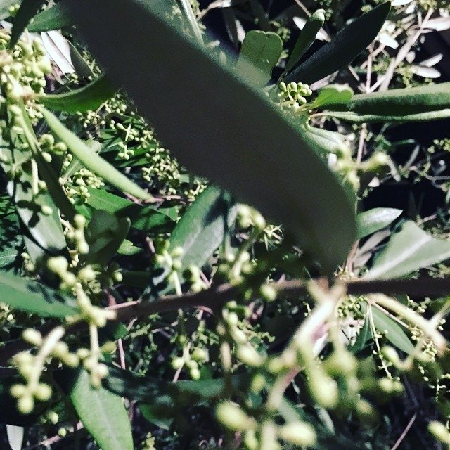 Le olive in prospettiva