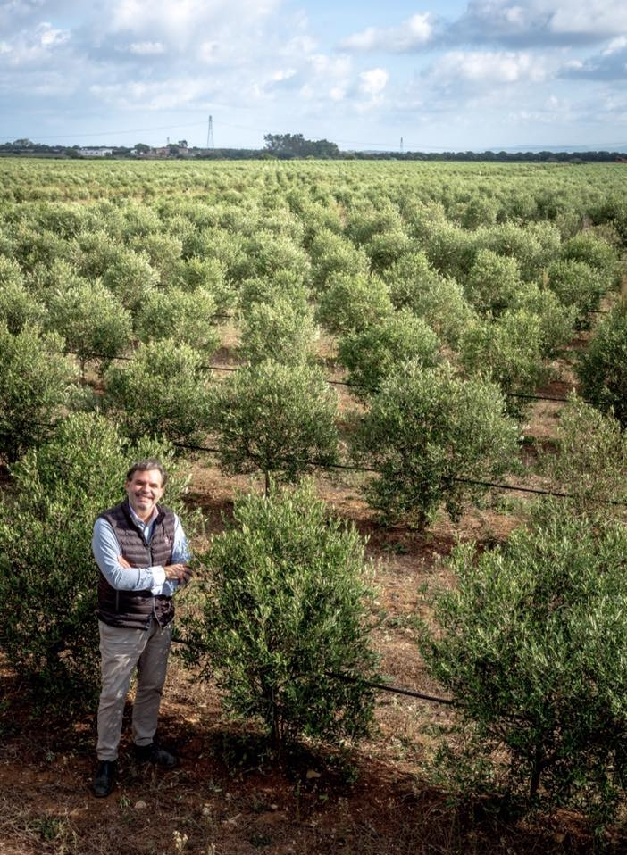 New olive trees in Sardinia, Italy