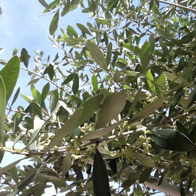 Cielo con olivi in fioritura