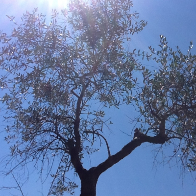 Cielo con olivi e raggio di sole in Umbria