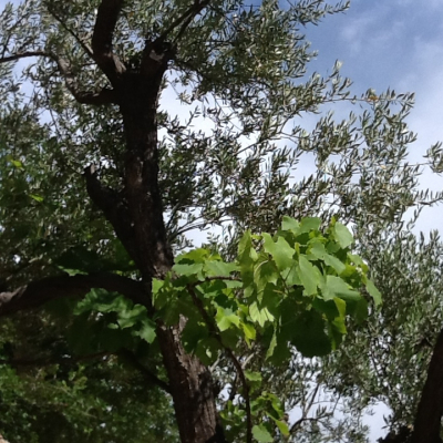 Cielo con olivi e vite abbarbicata