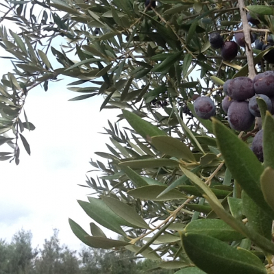 Cielo di Spagna con olivi e olive