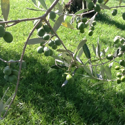 Prato nel parco di un albergo di Assisi con olivi e olive verdi