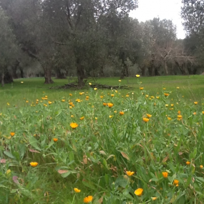 Prato con vista oliveto e fiori nel Salento