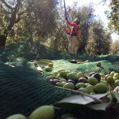 Oliveto Le Trebbiane, Montenero d'Orcia