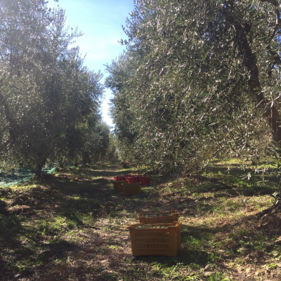 Oliveto Le Trebbiane