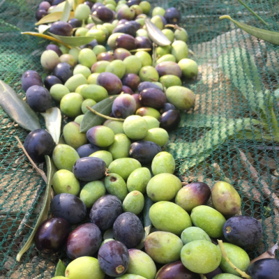 Olive dell'oliveto Le Trebbiane