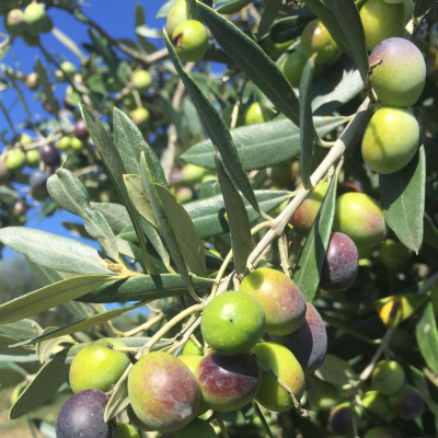 Oliveto Poggio all'Oro, olive Moraiolo