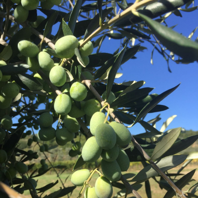 Oliveto Villa Magra, olive Leccino