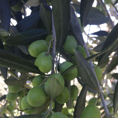 Oliveto Villa Magra, cultivar Frantoio