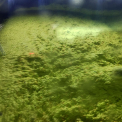 In frantoio, la pasta delle olive nella gramola