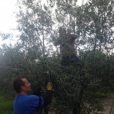 La raccolta a mano delle olive da mensa