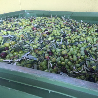 Le olive destinate ala oleificazione