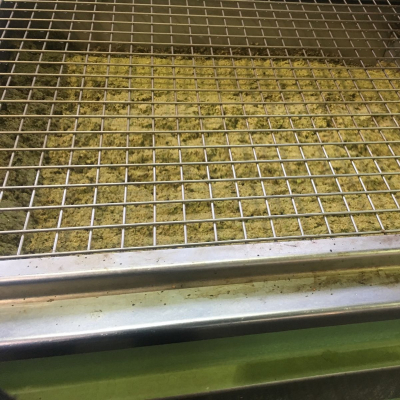 La gramolazione delle olive destinate alla oleificazione
