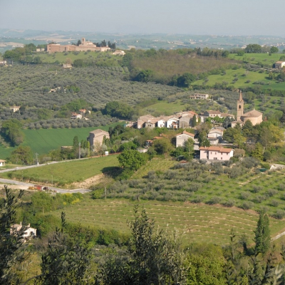 Veduta di olivi a Cartoceto