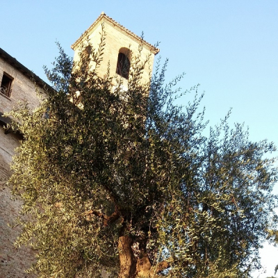 Olivo a Montegridolfo