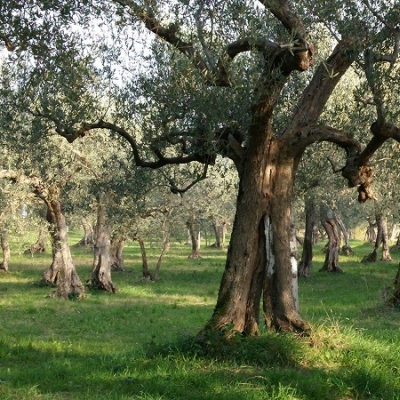 Oliveto a Fano