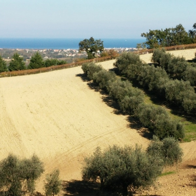 Oliveto con vista mare a Fano