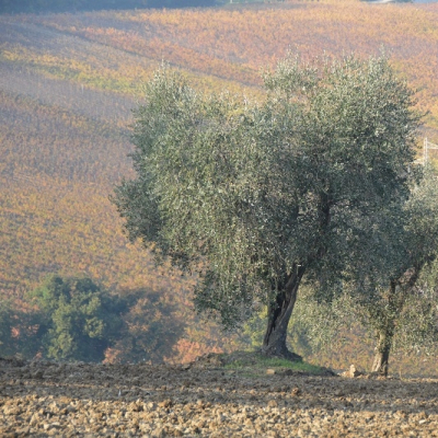 Paesaggio con olivi