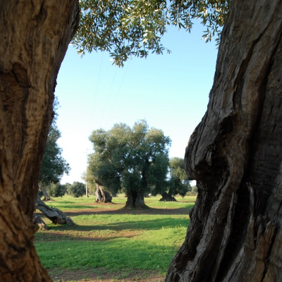 Olivi in terra salentina