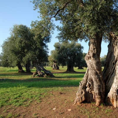 Olivi secolari a Ostuni