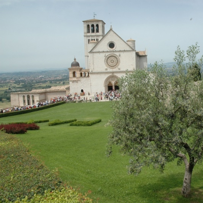 Olivo ad Assisi, nei pressi della basilica di san Francesco