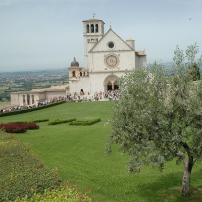 Olivo ad Assisi, nei pressi della basilica di san Francesco