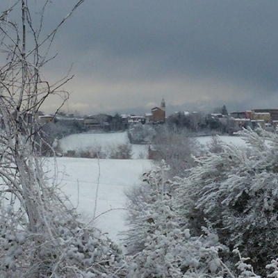Olivo con neve a San Giorgio, in provincia di Pesaro e Urbino