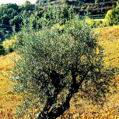 L'olivo tra le vigne