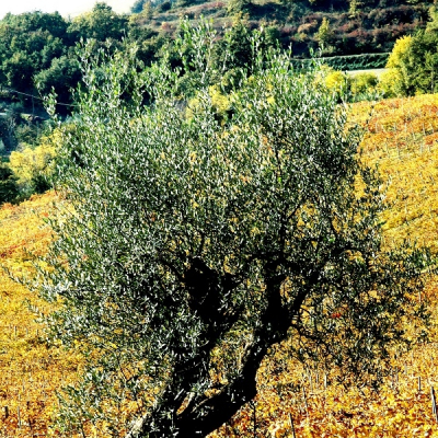 L'olivo tra le vigne