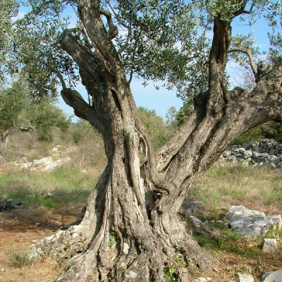 Olivo secolare a Zara, in Croazia