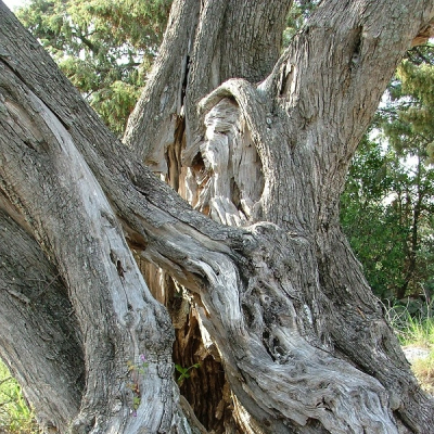 Olivo secolare a Zara, in Croazia