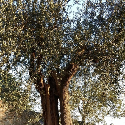 Olivo secolare a Montegridolfo, in provincia di Rimini