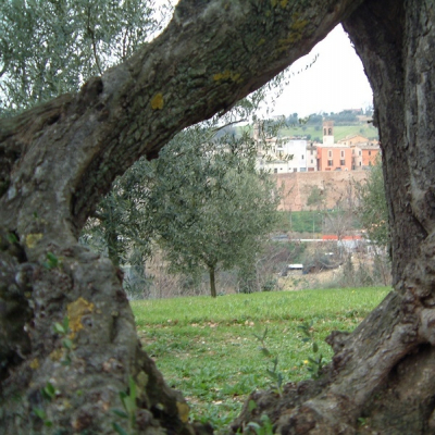 Olivo a Saltara, in provincia di Pesaro e Urbino
