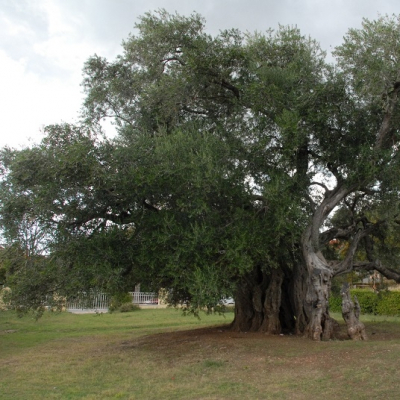 Olivo storico a Spalato, in Croazia