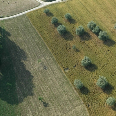 Olivi visti dal cielo