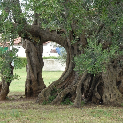 Olivo storico a Spalato, in Croazia